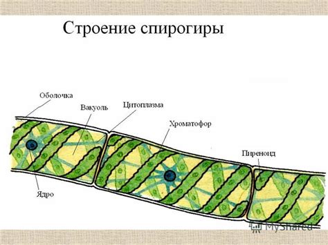 Распространение и места обитания клеток спирогиры и растений