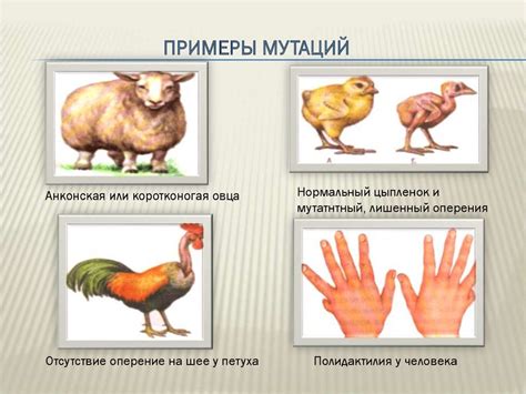 Распространение и факторы, способствующие возникновению почесухи