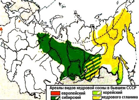 Распространение кедра в основных азиатских странах