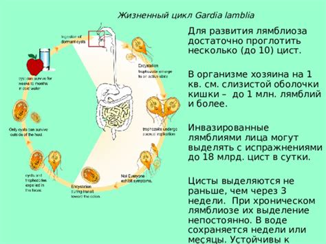 Распространение лямблий в организме человека