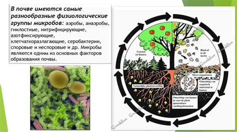 Распространение патогенных микроорганизмов в окружении влажной постели: последствия и меры предосторожности