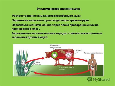 Распространение патогенов через мухи