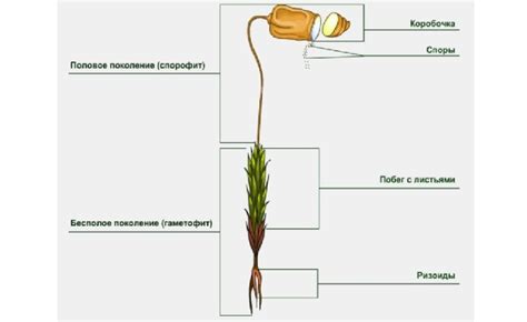 Распространение спор у кукушкина льна и его значение