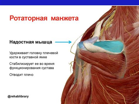 Распространенные проблемы и травмы плечевой области: важные аспекты для здоровья