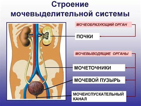 Расстройства функционирования выделительной системы как источник появления светлого цвета мочи у мужчин