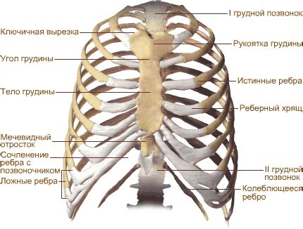 Растирка грудной клетки: сущность процесса и его особенности