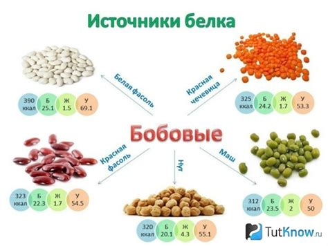 Растительный источник белка: роль бобовых в питании