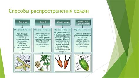 Расширение распространения паразитических растений и их негативное воздействие на почву и цветы
