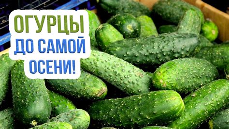 Рациональное питание для продления плодоношения огурцов