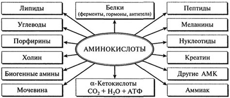 Рациональное потребление супов: оптимальная порция и частота употребления