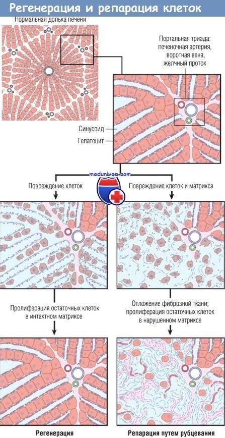 Регенерация и восстановление клеток в тканях гидры