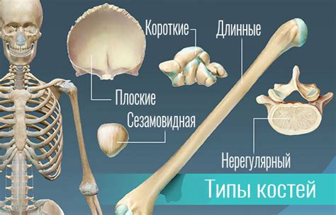 Регенерация и защита костей благодаря оболочке кости