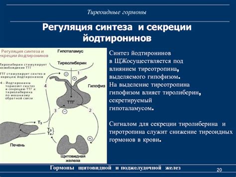 Регулирование выработки и высвобождения гормонов гипофизом