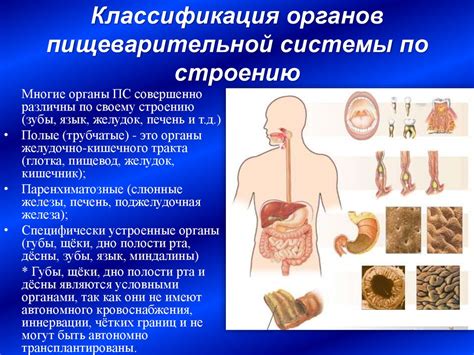 Регулирование пищеварительной системы гептралом