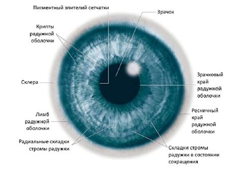 Регулирование пропускания света: функция радужной оболочки и зрачка