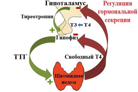 Регулирование секреции гормонов гипоталамусом