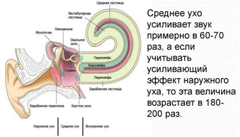 Регуляция давления в среднем ухе: функция глоточных устьев