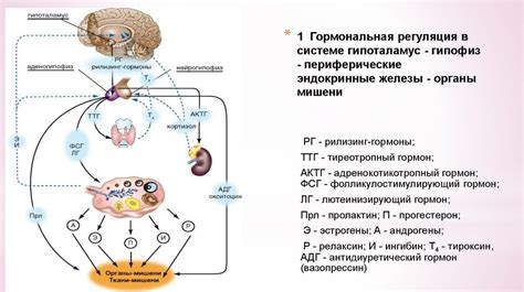 Регуляция менструального цикла и гипоталамус