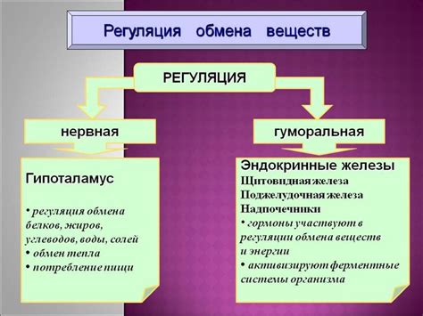 Регуляция обмена веществ и стабильный вес: вклад капусты