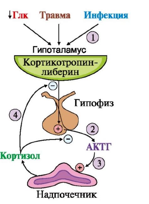 Регуляция обмена веществ и эндокринная функция костного мозга