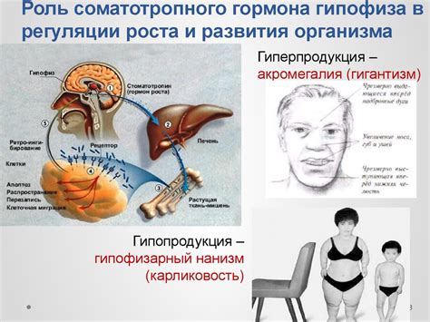 Регуляция роста и развития организма