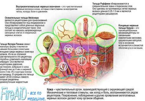 Регуляция температуры тела и голод-сытость