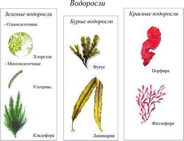 Редкие виды красных водорослей: места обитания и характерные черты