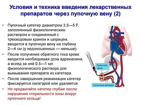 Рекомендации педиатров относительно введения свеклы