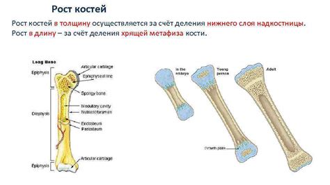 Ремоделирование и рост костей у взрослых особей