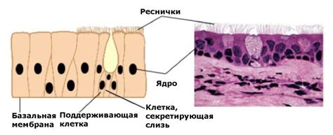 Реснитчатый эпителий в органах пищеварения: важные функции и значимость