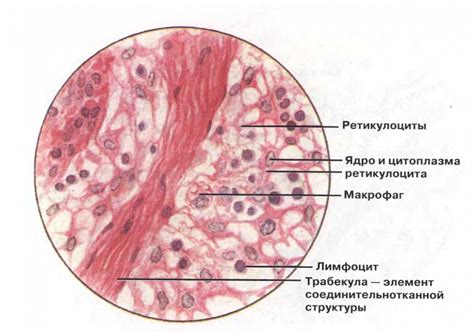 Ретикулярная ткань: роль и значение в лимфатической системе