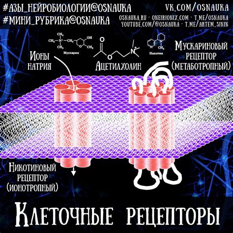 Рецепторы: особенности и функции