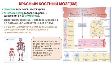 Решающая функция костного мозга в процессе образования крови