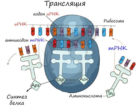 Рибосомы: значение РНК в процессе трансляции