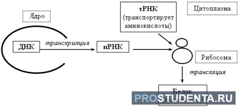 Рибосомы: основные компоненты процесса создания белка