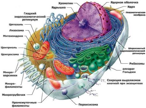 Рибосомы и их влияние на синтез белков: роль в передаче генетической информации