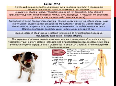 Риски воздействия бешенства при взаимодействии с животными крупного рогатого семейства