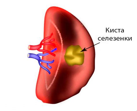 Риски и потенциальные опасности при питании собаки пищей, содержащей мясо и кости