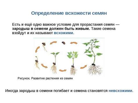 Ролевая игра растений и мха в определении стороны света