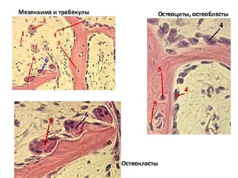 Ролевые клетки: остеобласты, остеокласты и остеоциты