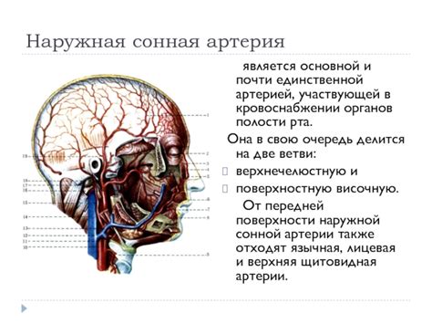 Роли дополнительного ядра мускульного нерва глаза