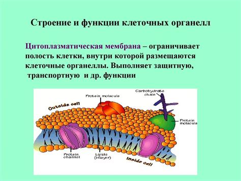 Роли и функции местоположения клеточного нуля: сущность и значение