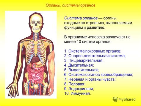 Роли органов и систем в работе организма