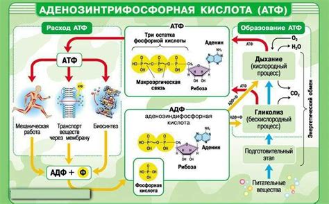 Роль АТФ в энергетических процессах организма