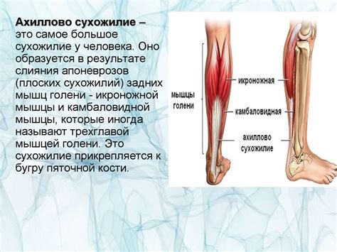 Роль Ахиллова сухожилия в организме: незаменимый элемент двигательной системы