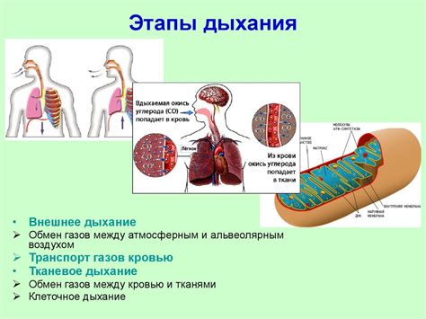 Роль Евстахиевой трубы в функционировании дыхательной системы