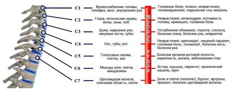 Роль С6 и С7 вертебральных сегментов в поддержании позы тела