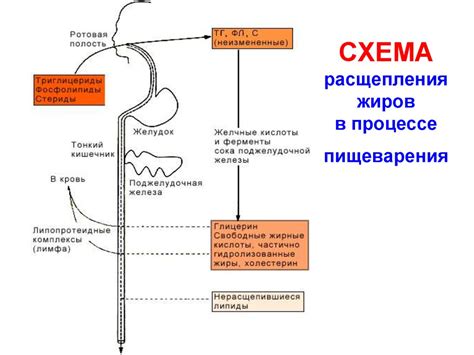 Роль активных субстанций жиросжигателей в процессе расщепления жировых запасов