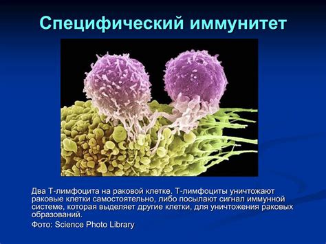 Роль аллергических реакций в возникновении сухости в носовой полости у маленьких детей и приемы охраны от них