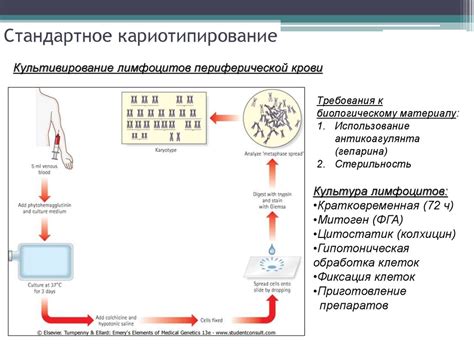 Роль анализа кариотипа в научных и клинических исследованиях